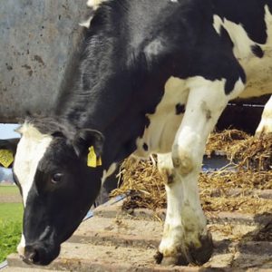 Chauffeur veetransport